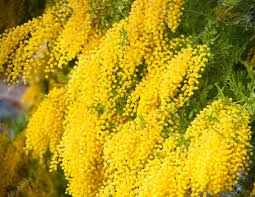 Yellow Mimosa Flowers Stock Photo Image By C Morozena 2956793