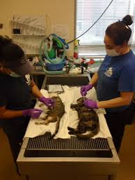 Rabies, dhpp, leptospirosis, bordetella, fvrcp, felv, felv/fiv test, heartworm test, flea/tick and heartworm preventive, nail trims. Vaccinations