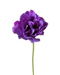 Image result for eustoma Balboa