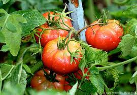 Anpflanzen von tomaten ist nicht kompliziert, wenn sie die folgenden aspekte berücksichtigen. Tomaten Im Garten Selber Anbauen Garten Hausxxl Garten Hausxxl