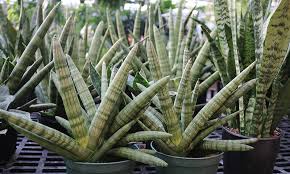 This low light flowering indoor plant is highly adaptable, easy to care for, and will thrive in very low light homes and offices. Lovely Low Light Houseplants Stauffers