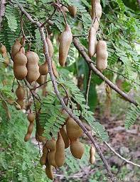 The pulp is moderately juicy. Pin On Heca Pick