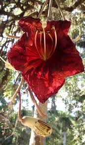 Image result for Kigelia africana