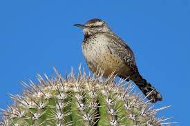 The objective in thorpe park is to build rides every year so that thorpe park can get popular so they can make more money and profit Southeast Arizona Has Lots To Offer Bird Lovers Food Journalnow Com