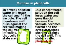 Plant cell loses water and cytoplasm shrinks in a process called. Osmosis Diffusion Active Transport