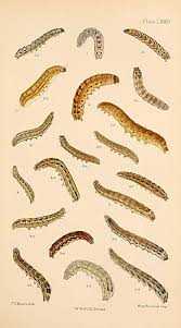 Image result for Noctua interjecta