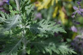 Image result for perovskia atriplicifolia 'little spire'