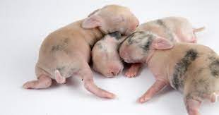 The rabbit's rich milk sustains the babies for 24 hours at a time. Caring For Newborn Rabbits Rabbitpedia Com