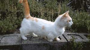 Animated Gif About Gif In Cats By Easygoingfuture The best gifs of cat tail on the gifer website. we heart it