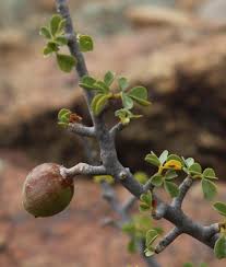 Image result for Commiphora pteleifolia
