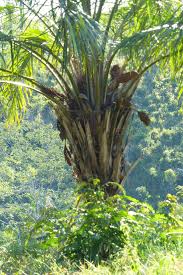 Image result for Elaeis