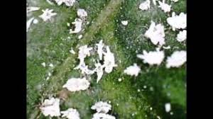 However, what i initially thought were insect droppings, appear to be giant swallowtail is a butterfly who uses bougainvillea for a host in the caterpillar stage. Aphids On Bougainvillea Leaf Youtube