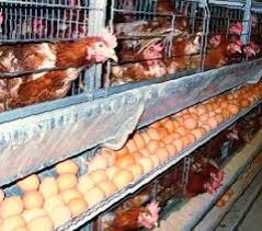 Ayam yang dibesarkan untuk telur dan dagingnya disebut banyak ras ayam yang berbeda dapat memiliki bulu hitam. Apa Saja Perbedaan Ayam Potong Dan Ayam Petelur Panggulku