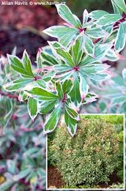 Image result for Pieris japonský little heath obrázek