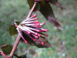 Image result for Englerina