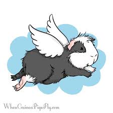 Learn how to draw guinea pig cartoon pictures using these outlines or print just for coloring. When Guinea Pigs Fly Home Facebook
