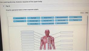 The muscular system is composed of specialized cells called muscle fibers. Solved Art Labeling Activity Anterior Muscles Of The Upper Chegg Com