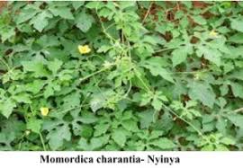 Image result for Momordica foetida
