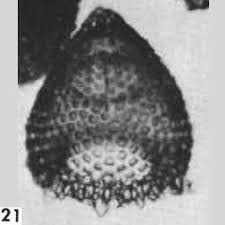 En bacteriología, fimbria es un apéndice. Radiolaria Rads Cat Theocotyle Fimbria