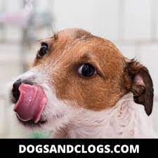 Why Does My Dog Lick My Legs 7 Reasons 7 Tips