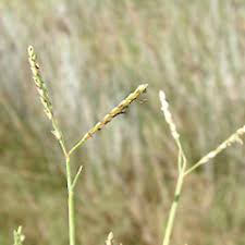 Image result for Paspalum vaginatum