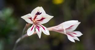 Image result for Gladiolus permeabilis