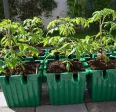 Fill your hanging baskets full of the good quality potting soil. Growing Tomatoes In Containers Pots To Grow Bags