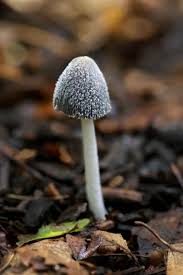 Image result for Coprinus lagopus