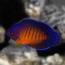 Biota Captive Bred Coral Beauty Angelfish Saltwater Aquarium Fish For Marine Aquariums Ships From Liveaquaria Wisconsin Facility