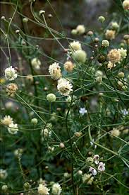 Image result for Cephalaria pungens