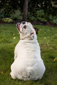 **samurai bulldogs** (ckc registered breeder and kennel) samurai quality english bulldog puppies sometimes available. Who We Are Babylon Bulldogs