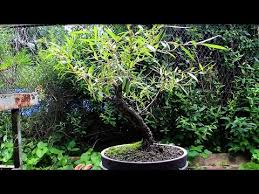 Ash fuchsia, including fuchsia fulgens hybrids fuchsia : Willow Bonsai July 2014 Youtube