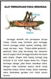 Siswa Dapat Dapat Menjelaskan Alat Dan Sistem Pernapasan Pada Serangga Brainly Co Id