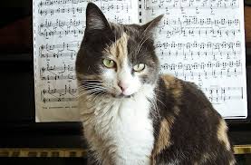 Cats who hear this kind of music are more inclined to engage in playful activities, and are noted as being much more alert and energetic in general. Do Cats Prefer Classical Music The Purrington Post