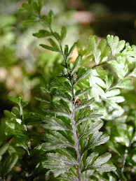 Image result for Hymenophyllum tunbridgense
