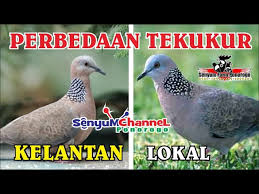 Senyum channel 19.182 views10 months ago. Perbedaan Tekukur Kelantan Vs Tekukur Lokal Youtube