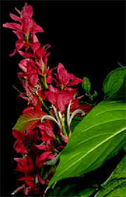 Image result for Megalochlamys