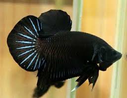 Check spelling or type a new query. Ikan Cupang Steemkr