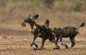 One of the features that sets them apart from other canids is their feet the birth of these puppies is critical, as african painted dogs are an endangered species. Wildlife Photographer Of The Year Ahead Of The Pack Natural History Museum