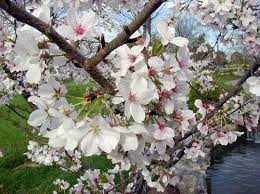 Activities are varied and are scheduled throughout the event. Did You Know That Flowering Cherry Trees Home Gardening Blog