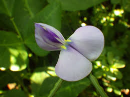 Image result for Vigna reticulata