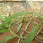 Image result for Tridactyle tridactylites