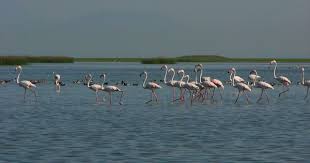 Parading Flamingos Tourist Places Wildlife Tour Nature Tour