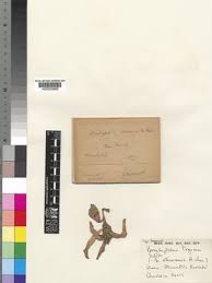 Image result for Ceropegia togoensis