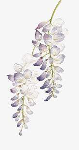 Watercolor Flowers Purple Flower Vector Flowers Png Transparent Clipart Image And Psd File For Free Download Watercolor Flower Vector Watercolor Flowers Paintings Watercolor Flowers