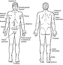 Medical professionals often refer to sections of the body in terms of anatomical planes (flat surfaces). Medical Terminology For Regions Of The Body Dummies