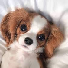 Animals On Twitter Cute Little Puppies Cute Dogs Cute Animals