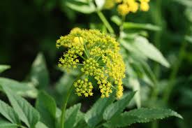 Image result for Apiaceae