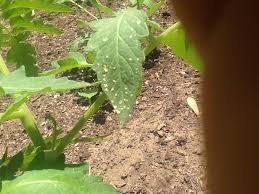 Stay tuned for a surprise harvest at the end! Holes In Pepper Plant Leaves Shefalitayal
