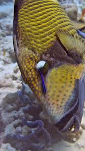 Image result for Thesium brevibarbatum